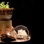 Quando Potare Il Bonsai La Prima Volta Scopri quando potare il bonsai la prima volta per favorirne la crescita e la forma desiderata