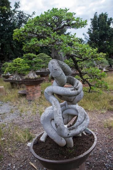 Come Coltivare Un Bonsai Carmona 1 cura costante, luce diffusa e potatura regolare