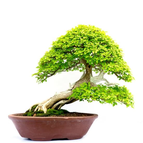 Come Effettuare Legatura Bonsai 1 Segui attentamente i passaggi su come effettuare legatura bonsai per garantire la crescita sana della pianta