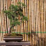 Dai un'occhiata al mio bonsai, ero sicuro di prendersene cura. Come stai eh fra è morto il mio bonsai