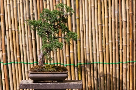 Come Stai Eh Fra E' Morto Il Mio Bonsai 1 Dai un'occhiata al mio bonsai, ero sicuro di prendersene cura. Come stai eh fra è morto il mio bonsai