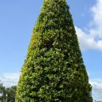 Come Curare Bonsai Di Quercia Scopri come curare bonsai di quercia con questi consigli essenziali per mantenere la loro bellezza