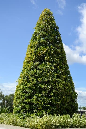 Come Curare Bonsai Di Quercia 1 Scopri come curare bonsai di quercia con questi consigli essenziali per mantenere la loro bellezza