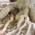 Bonsai Ficus Ginseng Potatura E Rinvaso consigli pratici per la cura ottimale