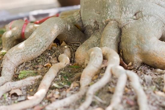Bonsai Ficus Ginseng Potatura E Rinvaso 1 consigli pratici per la cura ottimale