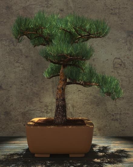 Acquista un Bonsai stilizzato per un tocco di eleganza naturale nella tua casa