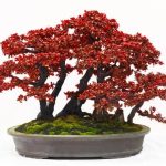 Acquisto Bonsai Scopri i segreti dell'arte del bonsai con il nostro vasto assortimento di piante da acquistare online