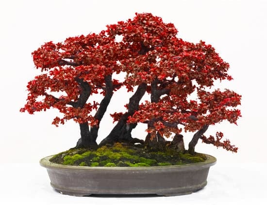 Acquisto Bonsai 1 Scopri i segreti dell'arte del bonsai con il nostro vasto assortimento di piante da acquistare online