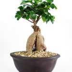 Bomboniere Bonsai Comunione Prezzi scopri i prezzi convenienti e originali per il tuo evento speciale