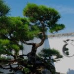 Terriccio Bonsai Fai Da Te la ricetta perfetta per far crescere al meglio il tuo bonsai