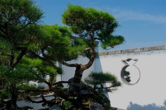 Terriccio Bonsai Fai Da Te 1 la ricetta perfetta per far crescere al meglio il tuo bonsai