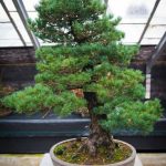 terriccio, potatura, cure specifiche