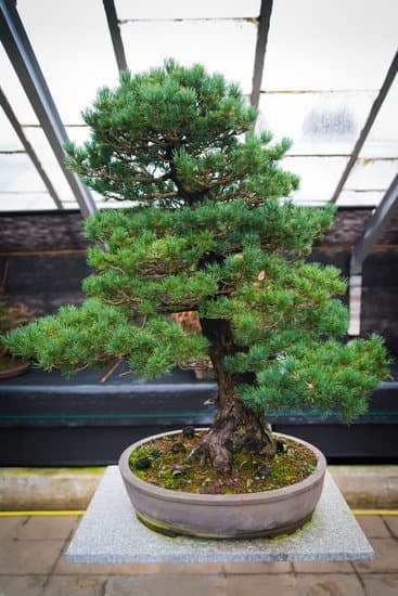 Come Fare Un Bonsai Di Limone 1 terriccio, potatura, cure specifiche