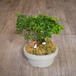 Regalate eleganza e originalità ai vostri ospiti con bomboniere matrimonio bonsai uniche e raffinate