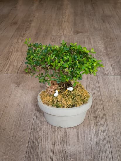 Regalate eleganza e originalità ai vostri ospiti con bomboniere matrimonio bonsai uniche e raffinate