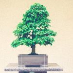 l'arte giapponese del bonsai a un prezzo conveniente