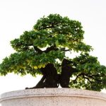 Bonsai Giardino piccoli alberi in vaso per un tocco orientale nel tuo spazio verde
