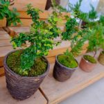 Bonsai Acero Rosso Giapponese armonia naturale da coltivare con passione e attenzione