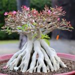 Potare Bonsai Olivo consigli, strumenti e tecniche professionali