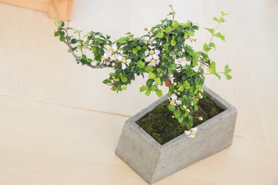 La Regola Del Bonsai 1 Scopri i segreti della Regola del Bonsai per un giardino armonico e rigoglioso