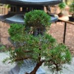 Pianta Del Pepe Bonsai cura e coltivazione per un giardino esotico e profumato