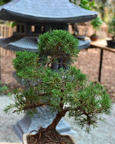 Pianta Del Pepe Bonsai 1 cura e coltivazione per un giardino esotico e profumato