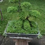 Come Si Pota Un Bonsai consigli utili per mantenere la forma desiderata