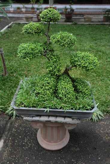 Come Si Pota Un Bonsai 1 consigli utili per mantenere la forma desiderata
