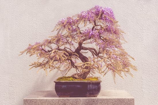 Bonsai Da Interno Perde Foglie 1 luce diffusa, umidità costante e potatura regolare