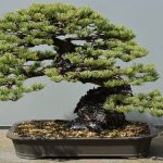 Bonsai Quanta Acqua regola d'oro per l'acqua - quantità ideale per una crescita sana e vigorosa