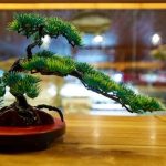 Bonsai Frasi Scopri le più belle Bonsai Frasi per ispirare la tua giornata e armonizzare la tua vita