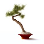 indispensabile supporto per esaltare la bellezza dei tuoi piccoli alberi da collezione