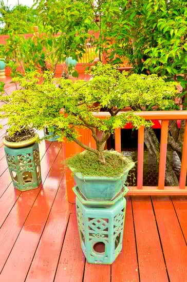 Bonsai Innaffiatura 1 consigli sull'innaffiatura per mantenerlo sano e rigoglioso