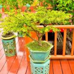 Regala una bomboniera unica e originale con bonsai a prezzi convenienti