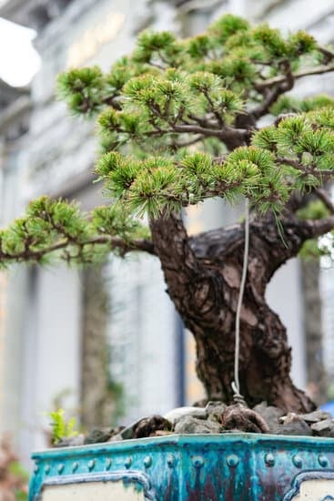 Quando Rinvasare Un Bonsai Ficus 1 consigli utili e indicazioni pratiche