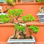 Bonsai Acquisto guida all'acquisto, cura e manutenzione