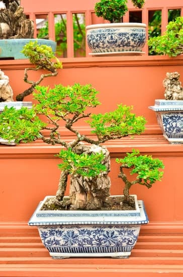 guida all'acquisto, cura e manutenzione