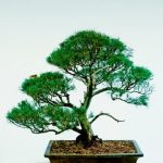 Bonsai Di Glicine Prezzo Acquista un bellissimo bonsai di glicine a ottimo prezzo per abbellire il tuo giardino o casa