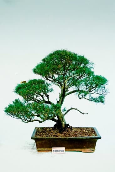 Acquista un bellissimo bonsai di glicine a ottimo prezzo per abbellire il tuo giardino o casa