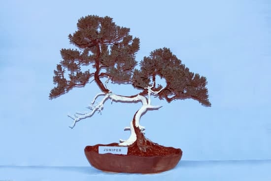 Tatuaggi Bonsai 1 arte e simbologia in miniatura