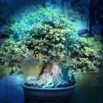 l'arte giapponese in mostra nella capitale italiana