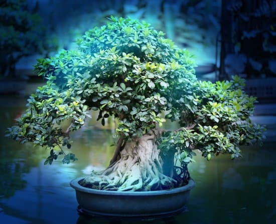 Trofeo Bonsai Roma 1 l'arte giapponese in mostra nella capitale italiana