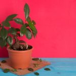 Bonsai Lego Istruzioni Creare fantastici bonsai con i mattoncini LEGO seguendo le istruzioni dettagliate passo dopo passo