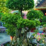 Bomboniera Ulivo Bonsai un dono naturale e simbolico da conservare per sempre