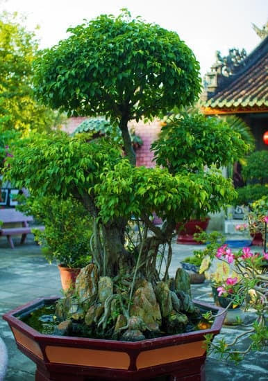 Bomboniera Ulivo Bonsai 1 un dono naturale e simbolico da conservare per sempre