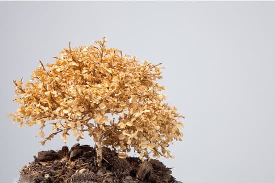 Bonsai Ficus Ginseng Fiori 1 eleganza e armonia floreale per il tuo spazio verde