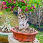Bonsai Ficus Benjamin Perde Foglie Verdi come prevenire la caduta delle foglie verdi