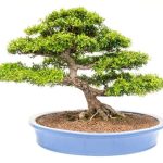 Terriccio Per Bonsai Fai Da Te terriccio fai da te ricco di nutrienti e minerali essenziali