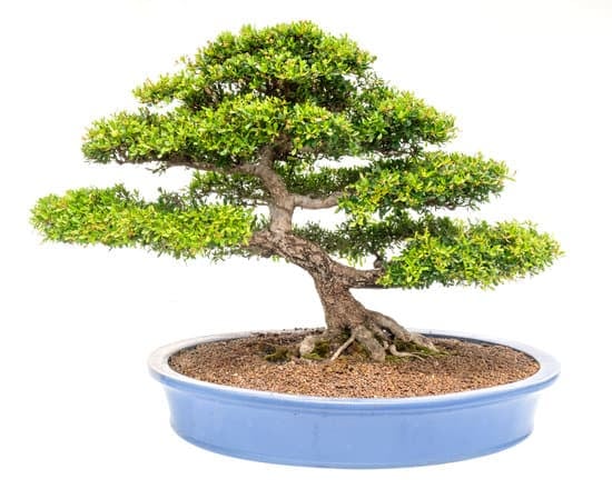 Terriccio Per Bonsai Fai Da Te 3 terriccio fai da te ricco di nutrienti e minerali essenziali