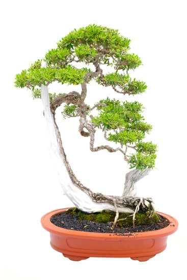Quando Potare I Bonsai 1 Scopri quando potare i bonsai per favorirne la crescita e la bellezza